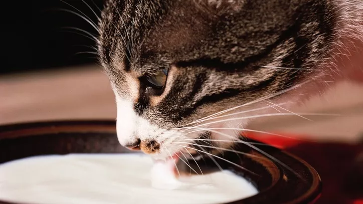 猫咪吃奶