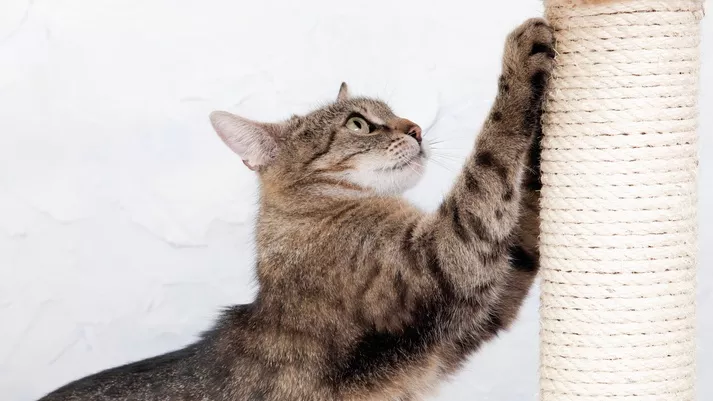 猫咪抓家居