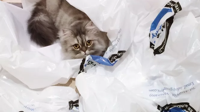 猫咪