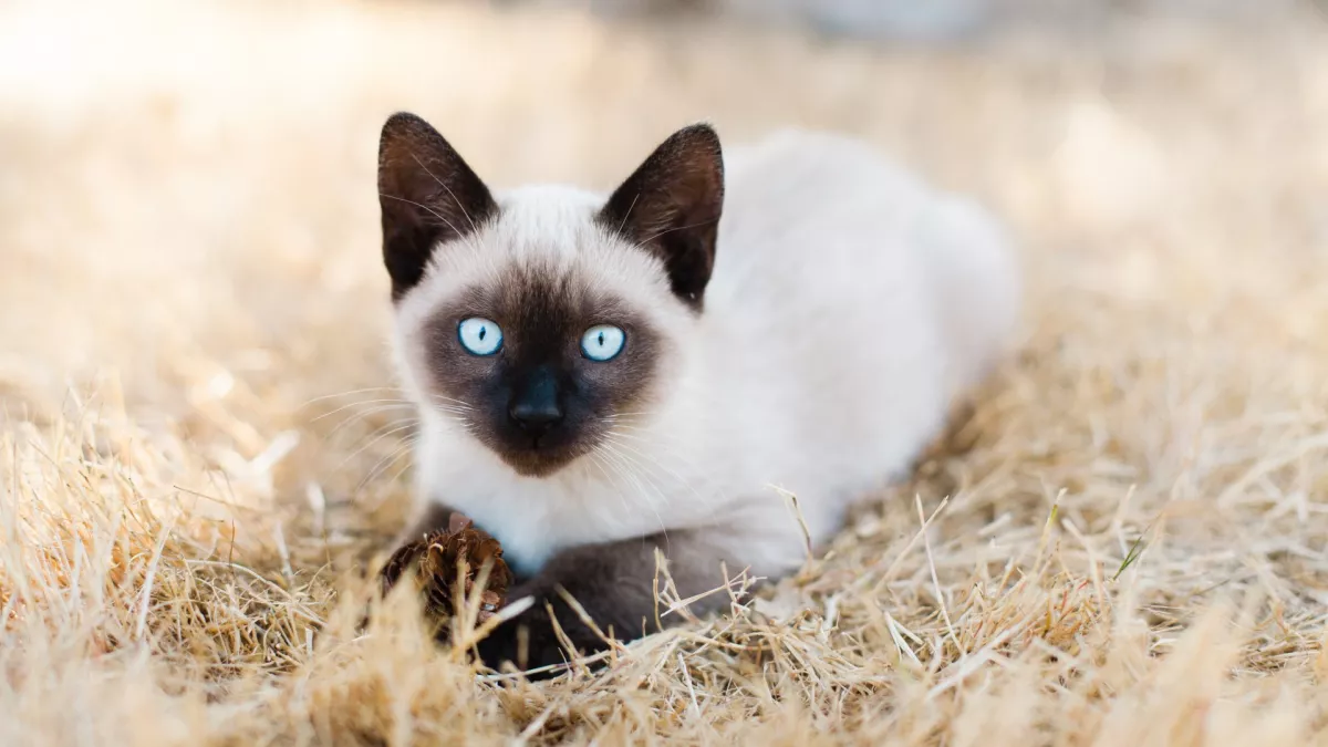 猫咪