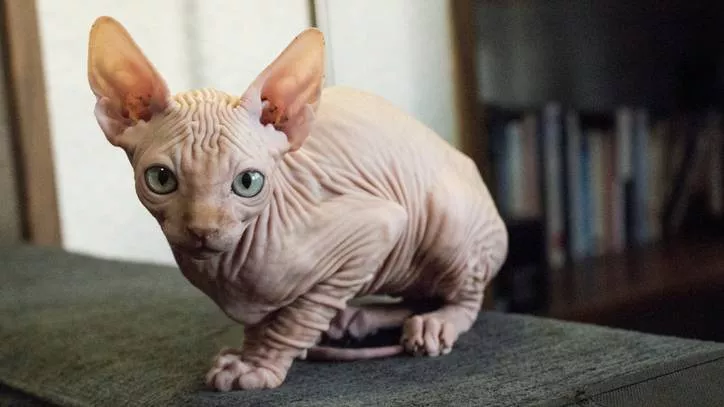 斯芬克斯猫