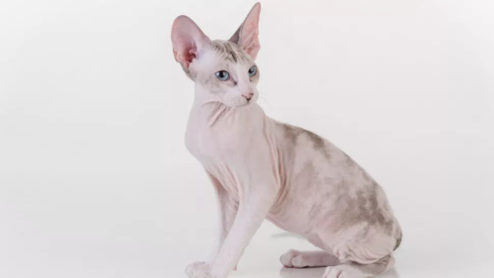 彼得鲍德猫