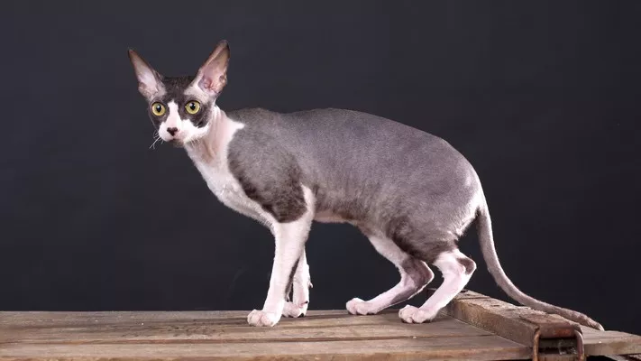 康沃尔雷克斯猫