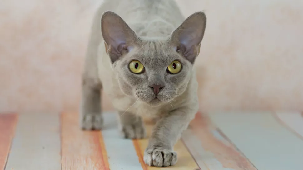 德文雷克斯猫