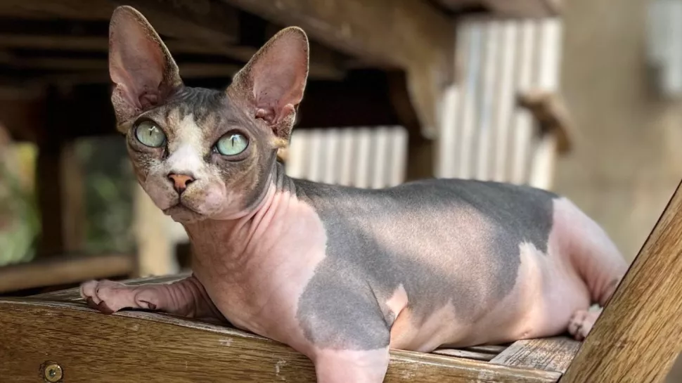 班比诺猫