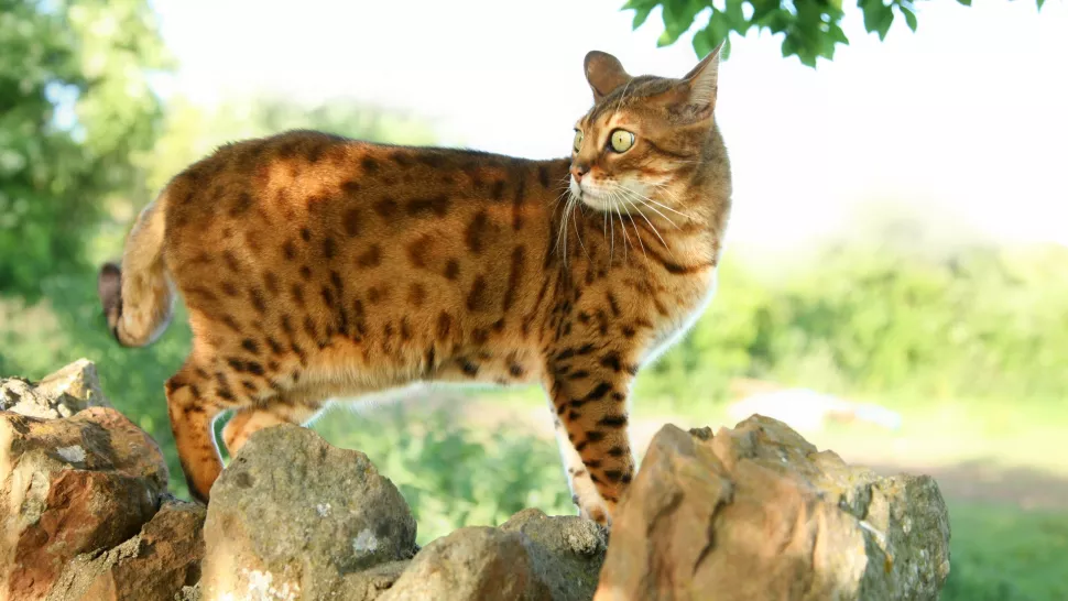 孟加拉猫