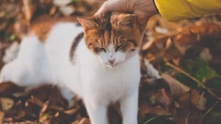 猫咪