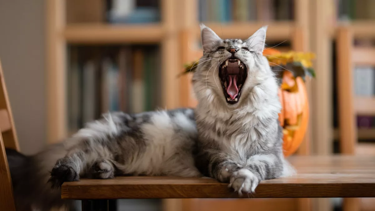 猫咪