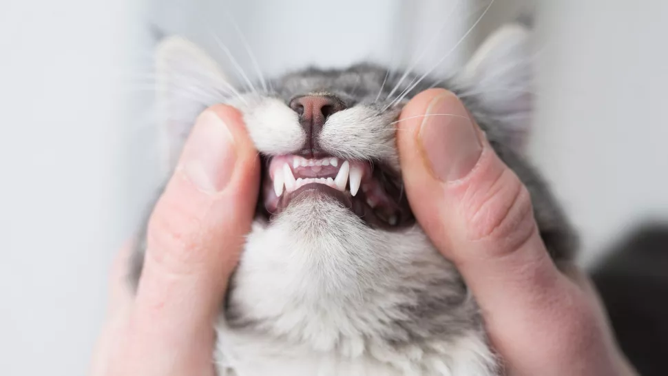猫咪