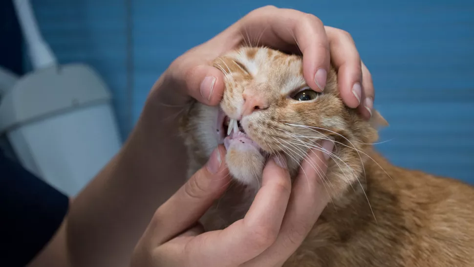 猫咪