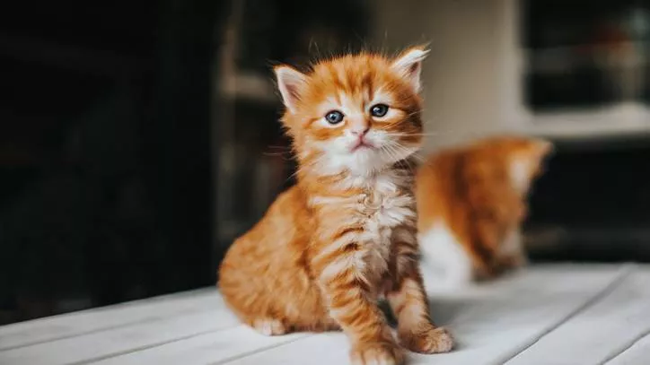 猫咪性别
