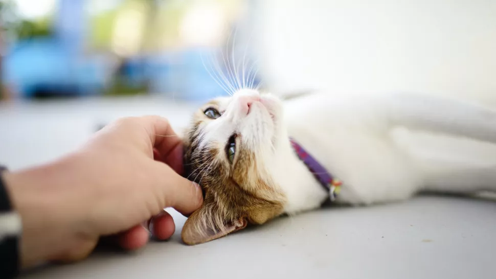 猫咪