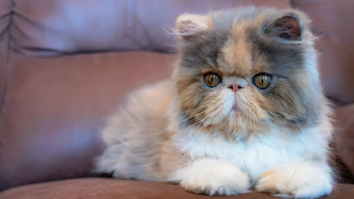窝在沙发上休息的印花布猫