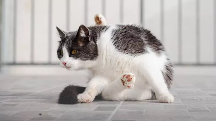 猫咪