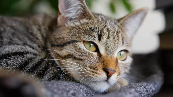 猫咪