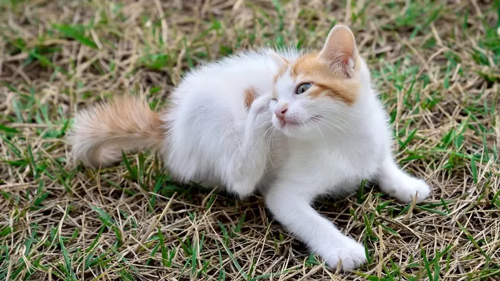 猫咪生跳蚤
