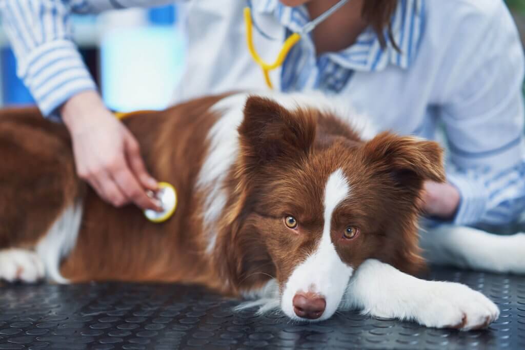 棕色和白色的牧羊犬躺在黑色的桌子上，兽医用听诊器检查他