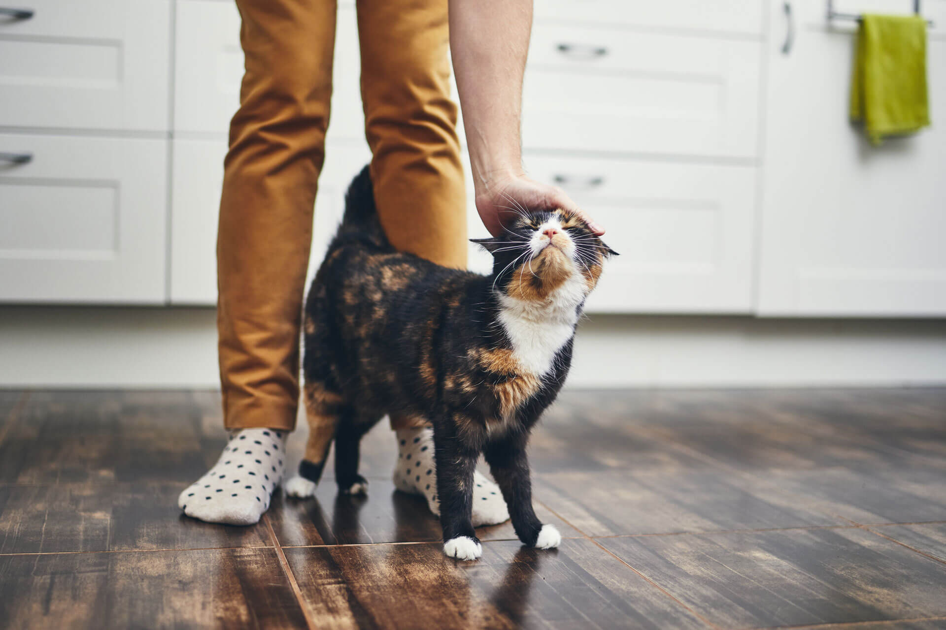 猫在热 印花布猫在房子里摩擦人