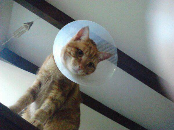 绝育手术后的棕色公猫