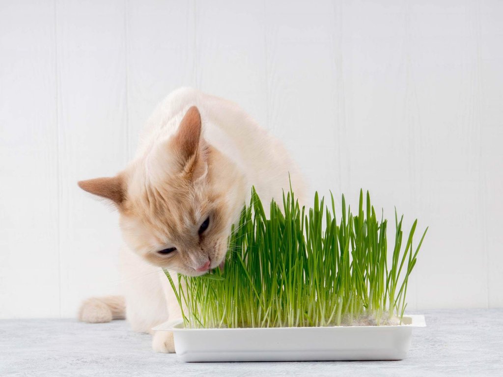 米色猫从盘子里吃草
