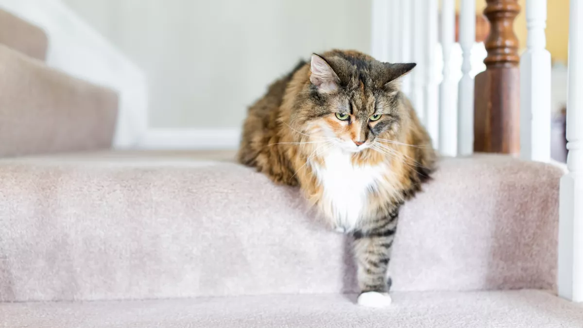 猫咪