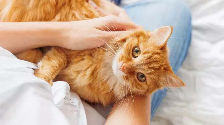 猫咪