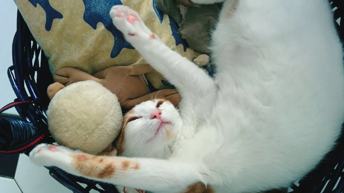 猫咪