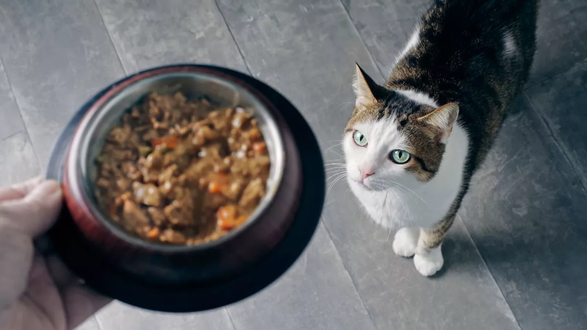 猫咪