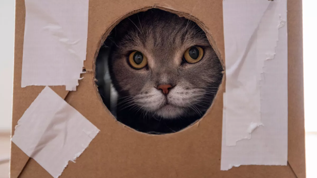 猫咪