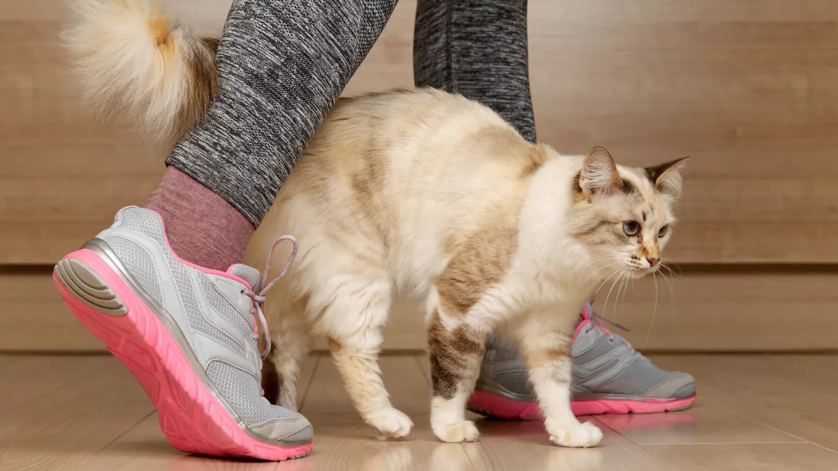 猫咪