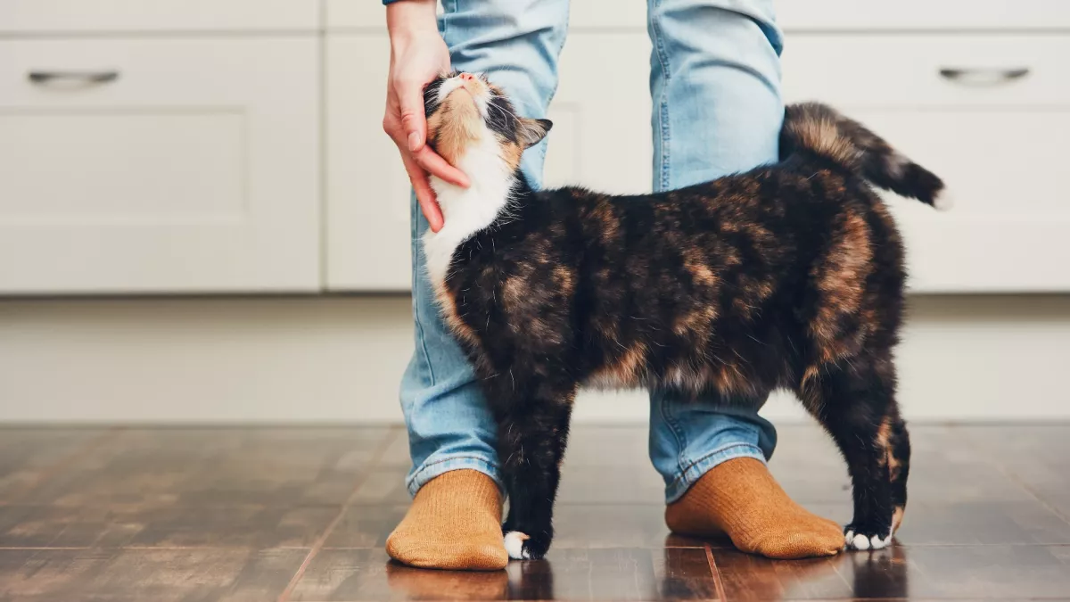 猫咪