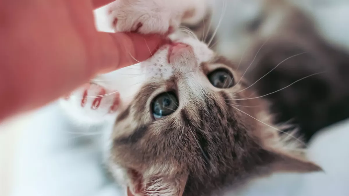 猫咪咬人