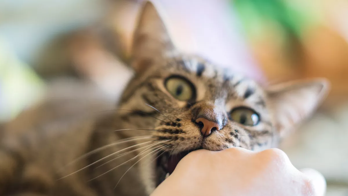 猫咪咬人