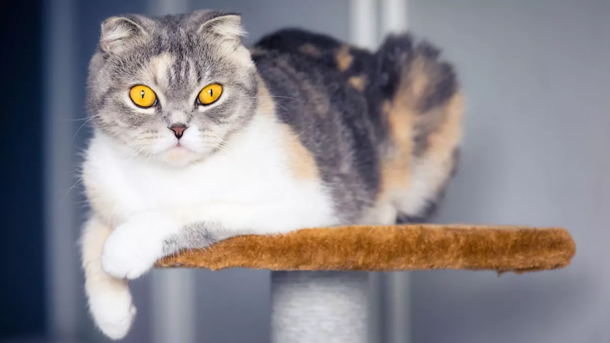 正在睁眼看着前方的猫咪