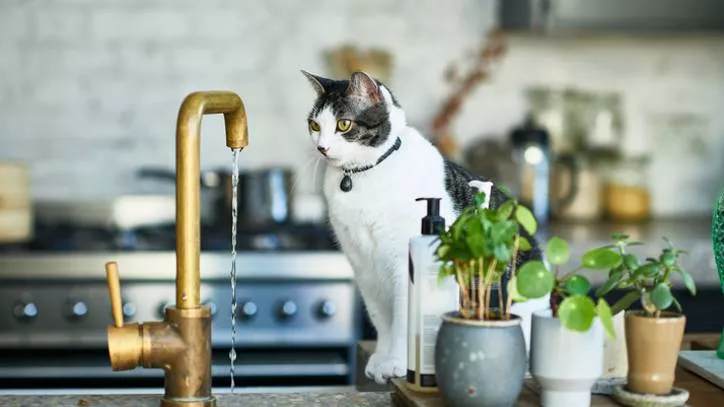 猫咪