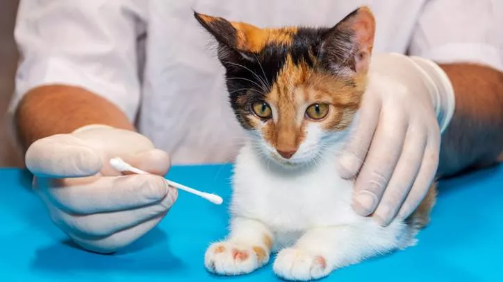 猫癣的治疗和预防