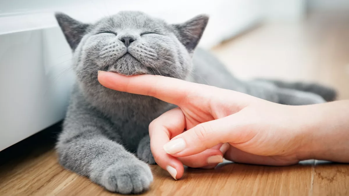 猫咪