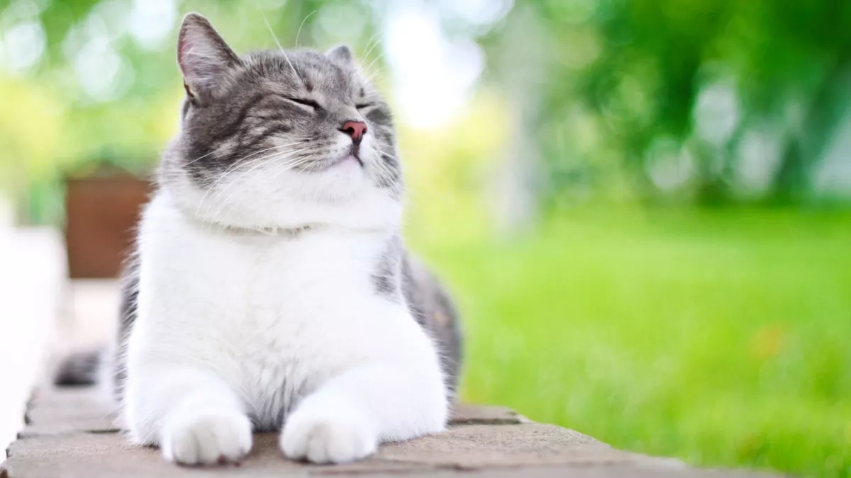 猫咪