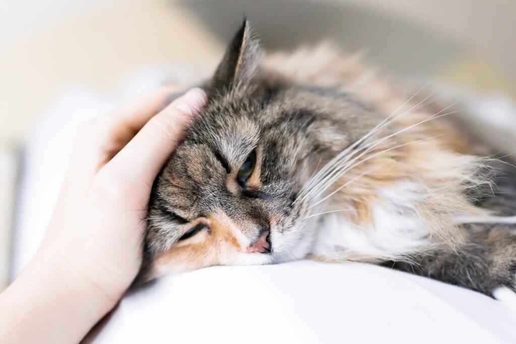 猫躺下，看起来生病了，一只人的手放在头上