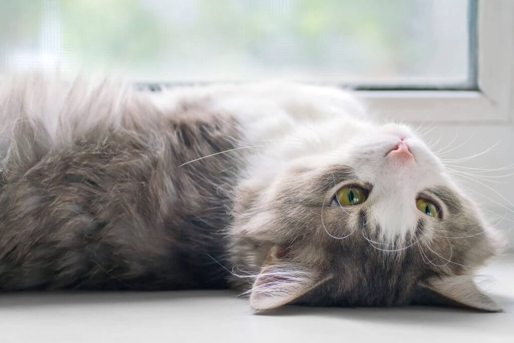 灰白相间的小猫仰面躺着抬头看