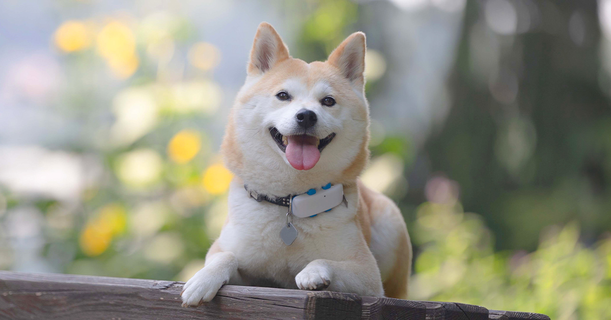 Shiba Inu 狗在户外佩戴白色 GPS 追踪器