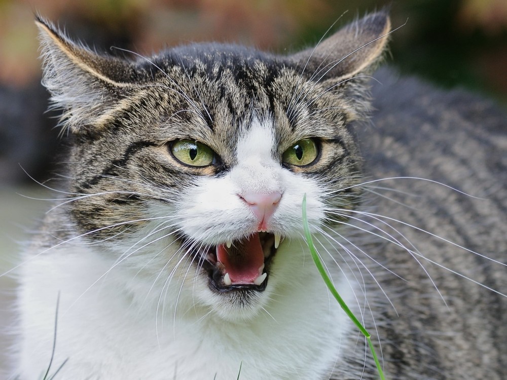 一只凶狠的猫
