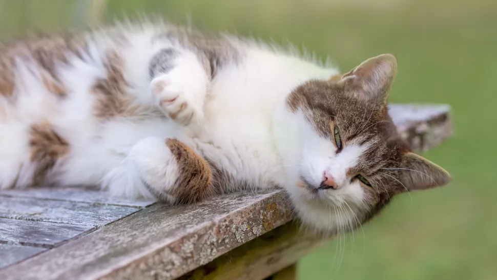 躺在大理石上眨眼睛的猫咪