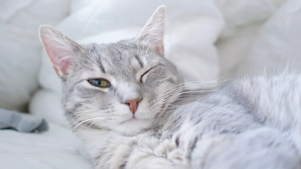 只睁开一只眼睛休息的猫咪