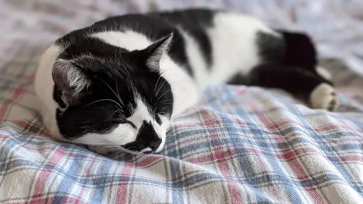 猫咪