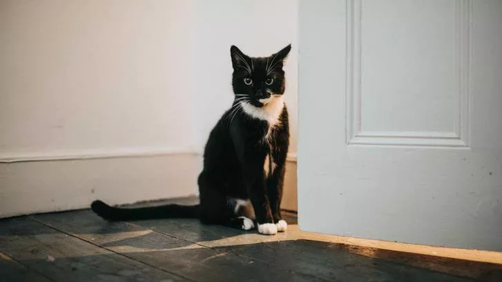 躲在房间角落里的猫咪