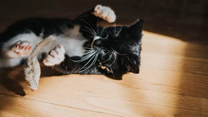 在地板上玩自己尾巴的小猫咪