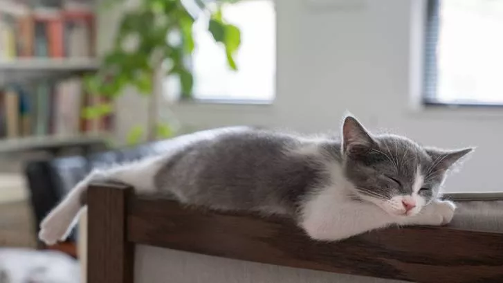 正在睡眠的猫咪