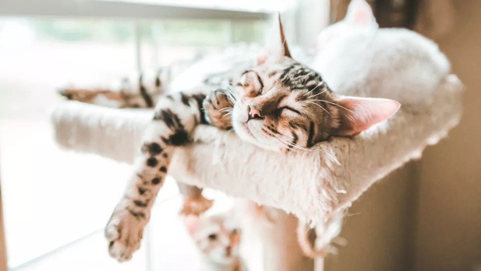正在侧着身子睡觉的猫咪