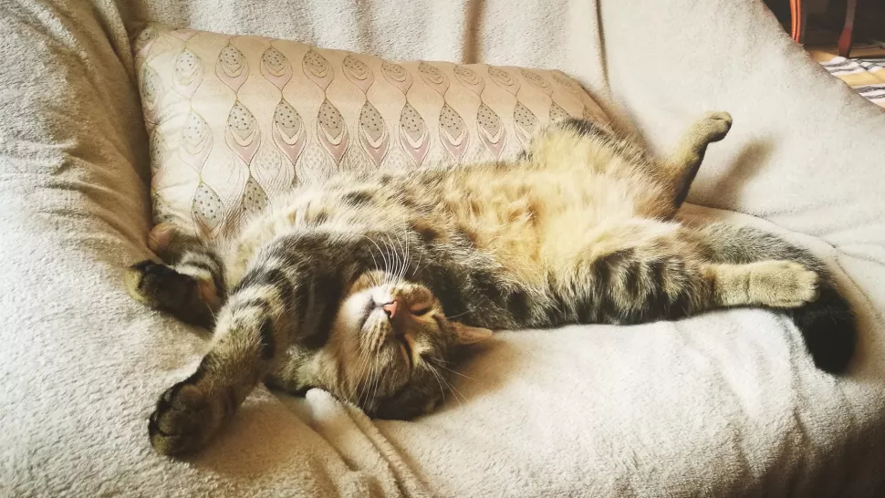 猫咪腹部朝上的睡姿